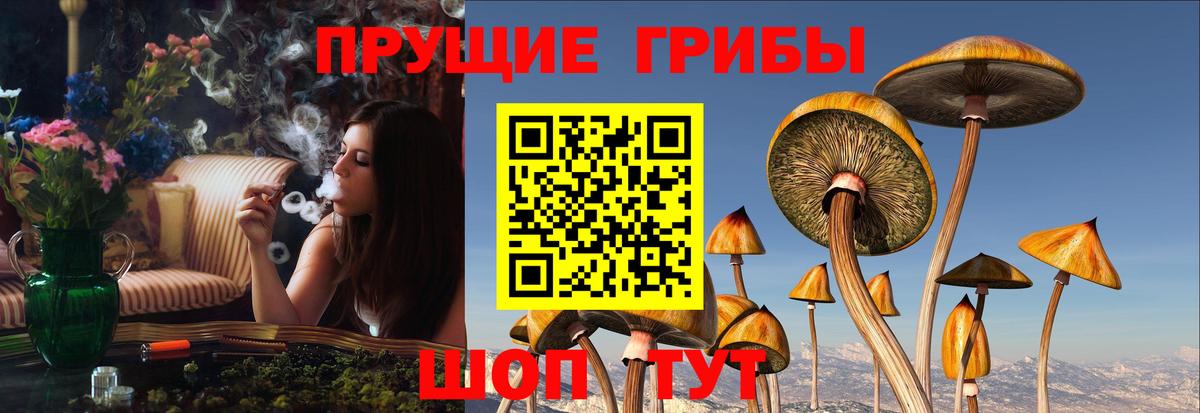 Галлюциногенные грибы GOLDEN TEACHER  Вход с VPN  Пушкино 